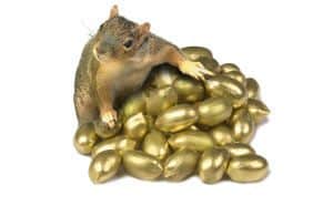 199568_squirrel_with_golden_nuts