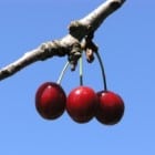 Another Bite of the Gold and Silver Cherry Presents Itself
