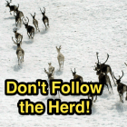 Dont follow the Herd