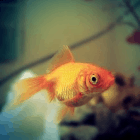 Gold: Small Fish Big Pond