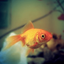 Gold-small-fish-big-pond